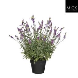 Mica Lavender Í Potti 56Cm
