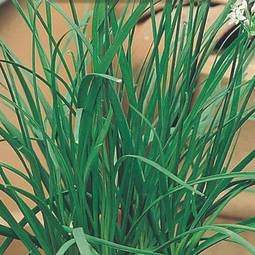 Fræ Hvítlauksgraslaukur - Garlic Chives