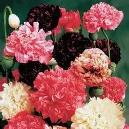 Fræ poppy paeony flowered mix