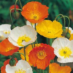 Fræ Valmúi - Poppy Iceland