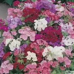Fræ phlox brilliancy