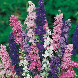 Fræ larkspur giant imperial mix