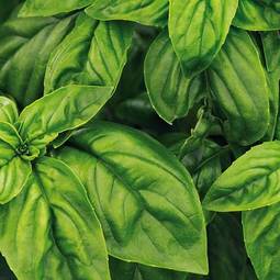 Fræ Basilíka  - Basil Lemon