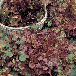 Fræ Lettuce Salad Bowl Red