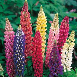 Fræ Lupin Russell Mixed