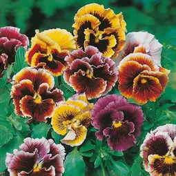 Fræ pansy frou frou mix