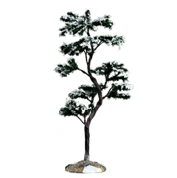 Marcescent tree, Large
