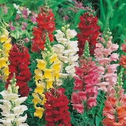 Fræ Antirrhinum Rust Resista