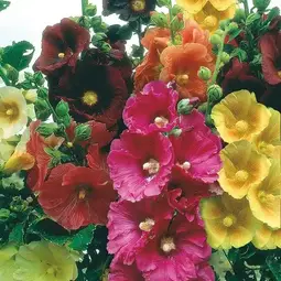 Fræ hollyhock giant single mix