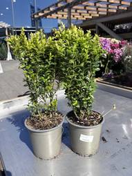 Buxus Mini/Fagurlím