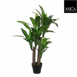 Dracaena Blóm