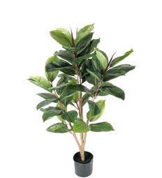 Fikus Robusta 90cm