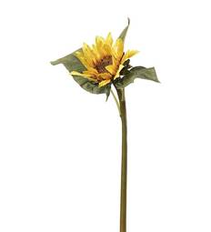 Sólrós 50cm