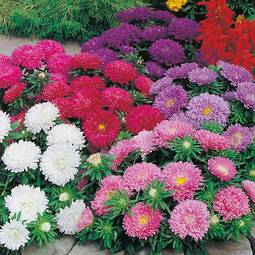 Aster Colour Carpet Fræ