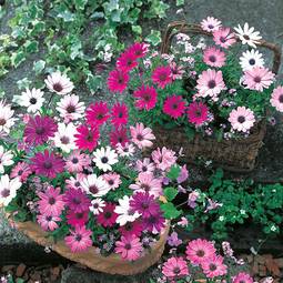 Fræ Osteospermum Daisy Mae Mixed