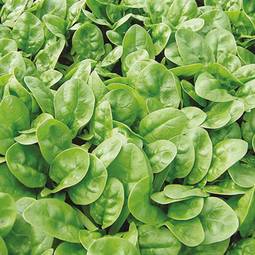 Fræ Spinach Emilia F1