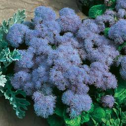 Fræ Ageratum Blue Mink