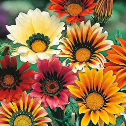 Fræ gazania sunshine mix