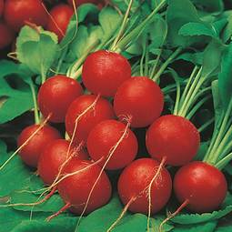 Fræ Radish Scarlet Globe