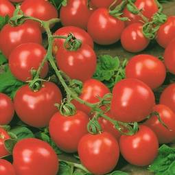 Fræ tomato red cherry