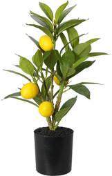 Blóm Lemon 43Cm