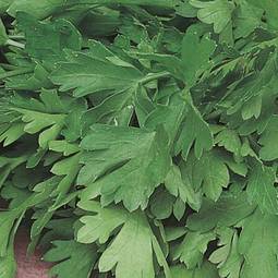 Fræ Steinselja - parsley 