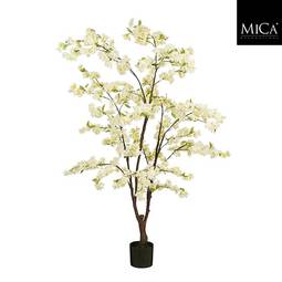 Mica Blossom Tré Í Potti 168Cm