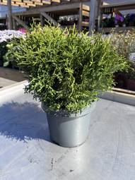 Thuja Tini Tim