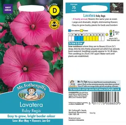 Lavatera ruby regis