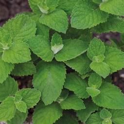Mint