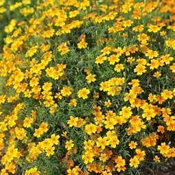 Fræ tagetes golden gem