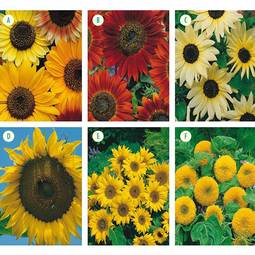 Fræ Sunflower Collection