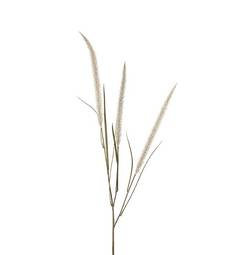 Fjaderborstgras 125cm