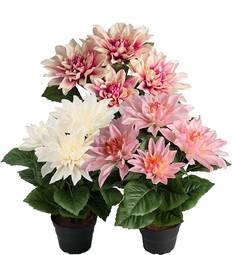 Dahlia Mix 30Cm