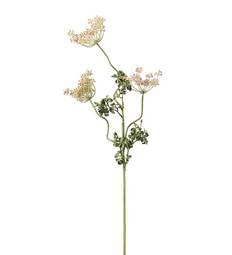 Flockblomma 70cm