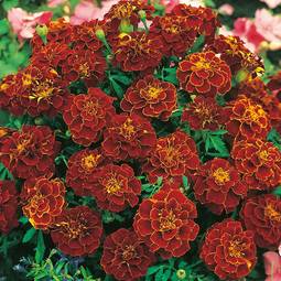 Fræ Marigold Red Cherry