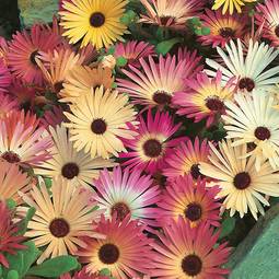 Fræ hádegisblóm l daisy
