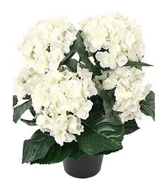 Hortensia 37cm hvít