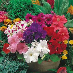 Fræ petunia grandiflora select